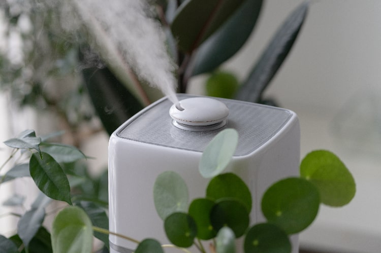 Humidifier for Plants