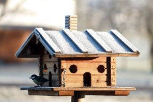 birdhouse bird feeder
